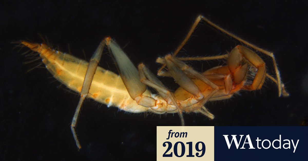 Adding to Australia's arachnid count 56 new species discovered